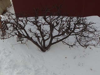 e0004756_20185886.jpg
