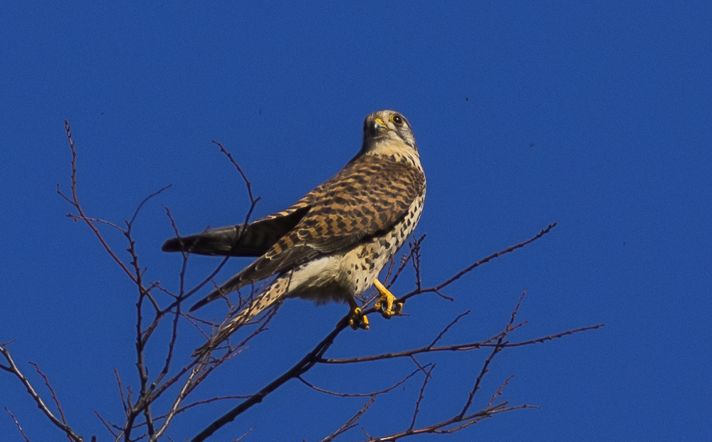 c0346859_20123645.jpg