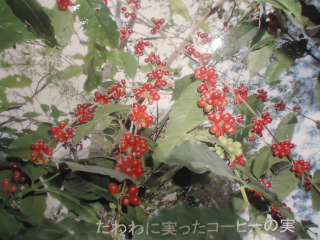 b0182709_15462988.jpg