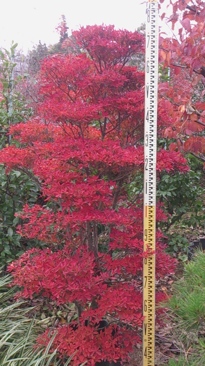 e0202111_2165184.jpg