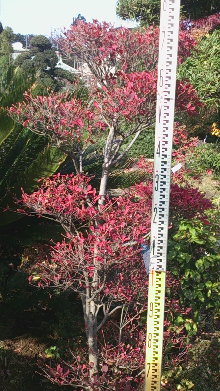 e0202111_2171280.jpg