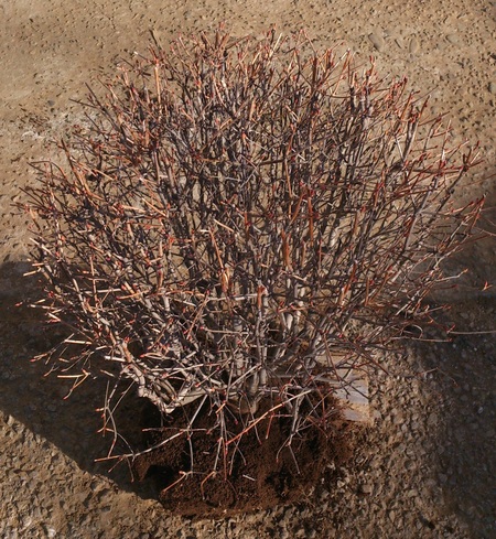 e0202111_2185572.jpg