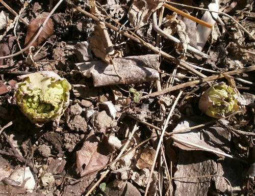d0000995_18361717.jpg