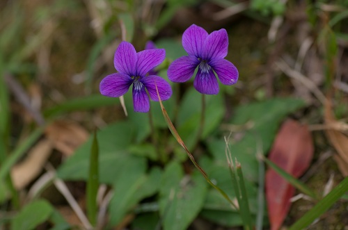 a0167341_8172862.jpg