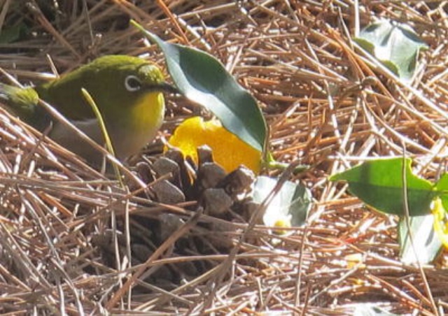 c0178009_165789.jpg
