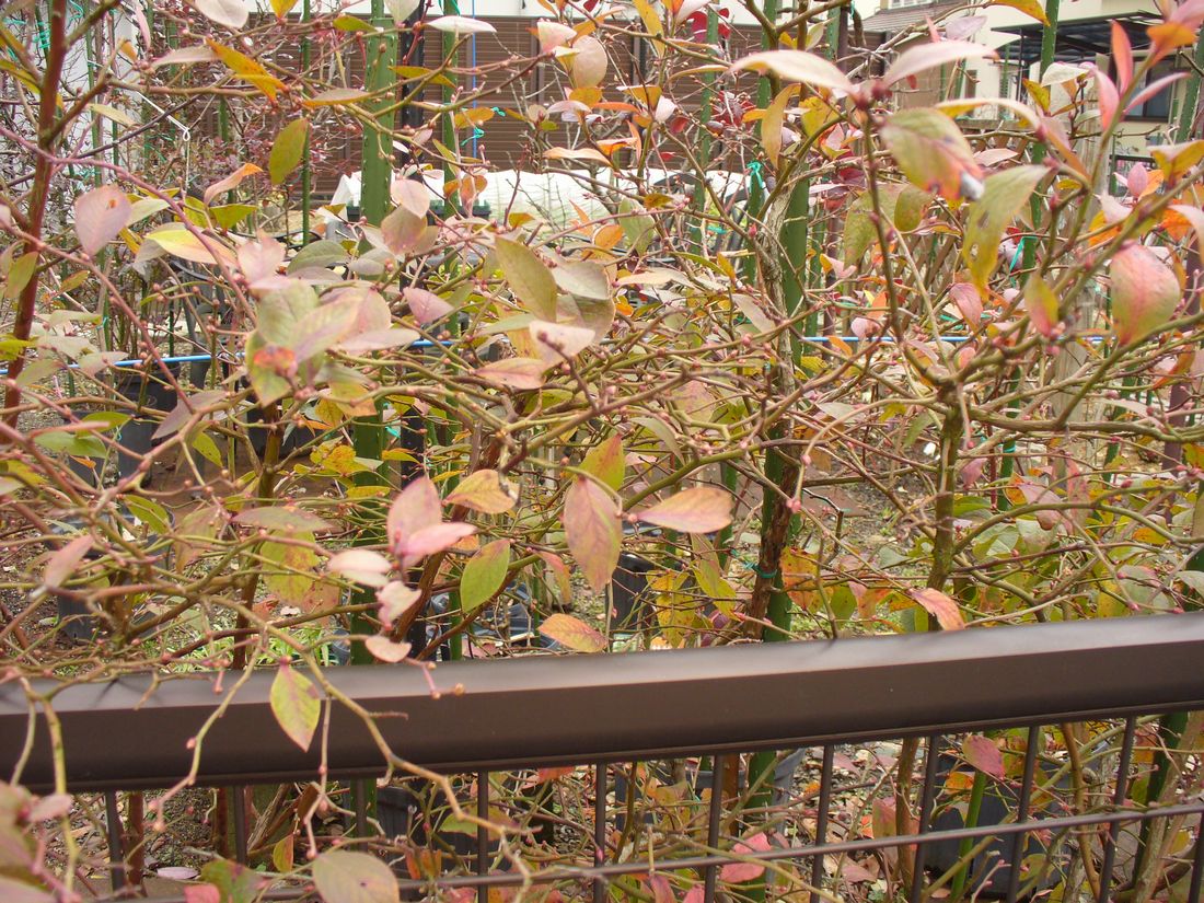 f0346527_2148099.jpg