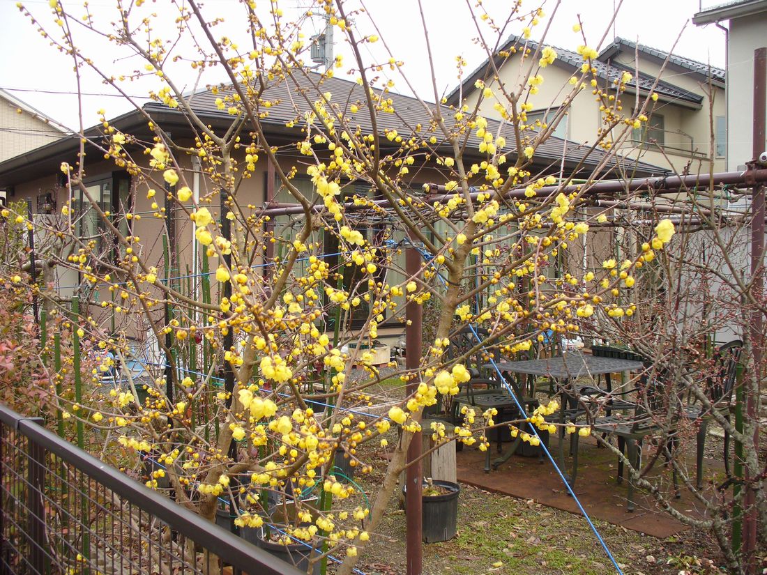 f0346527_21522391.jpg