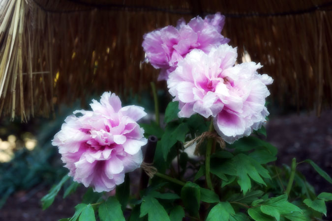 a0263109_12383313.jpg
