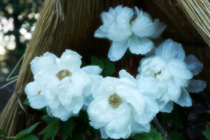 a0263109_12383447.jpg