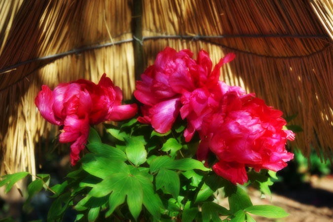 a0263109_12384095.jpg