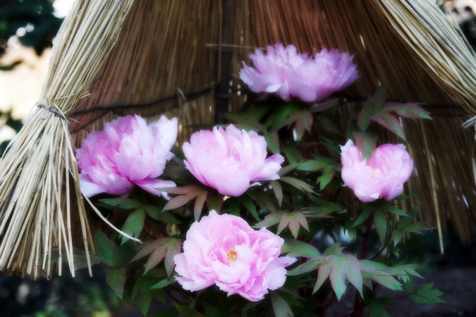 a0263109_12384891.jpg