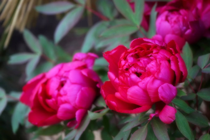 a0263109_12402062.jpg