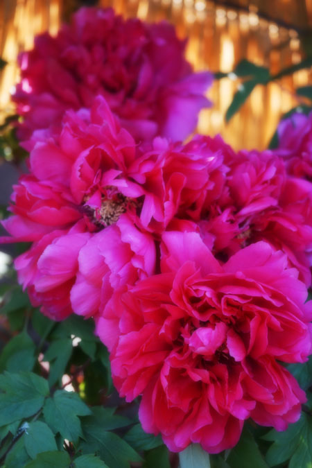 a0263109_124049.jpg