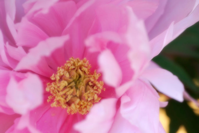 a0263109_12414230.jpg