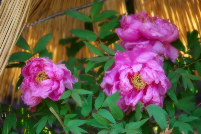 a0263109_1249335.jpg