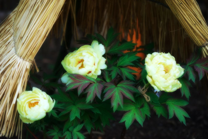 a0263109_12494291.jpg