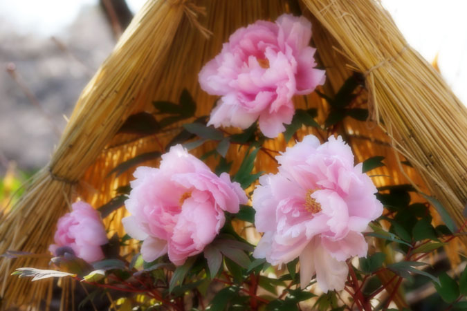 a0263109_1373282.jpg
