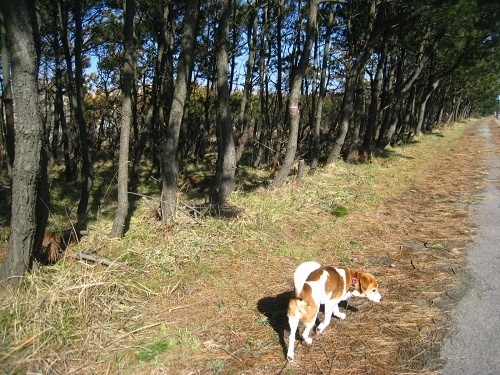 c0084117_1873128.jpg