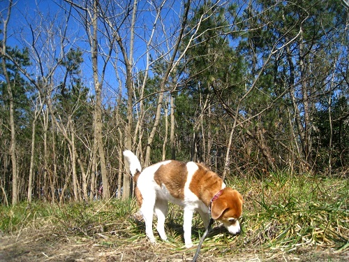 c0084117_188673.jpg