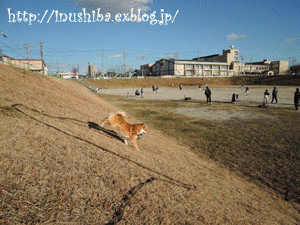 a0286855_11315746.gif