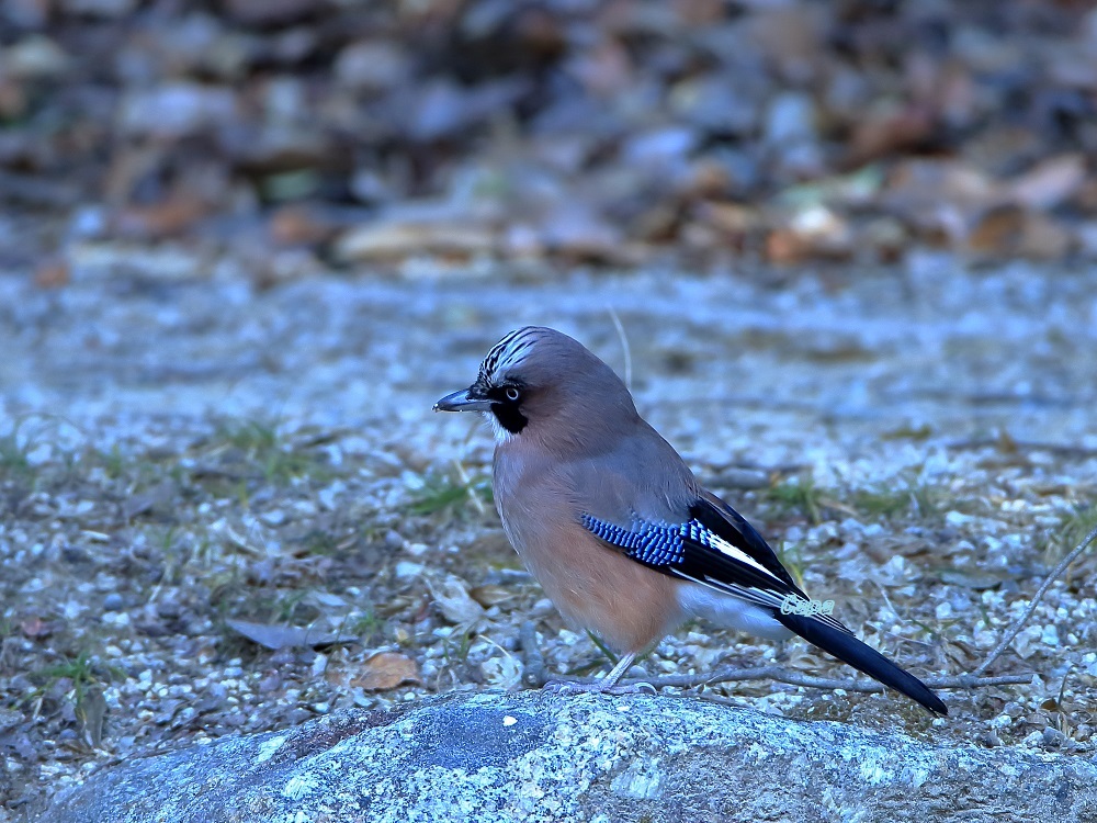 a0330864_20132594.jpg