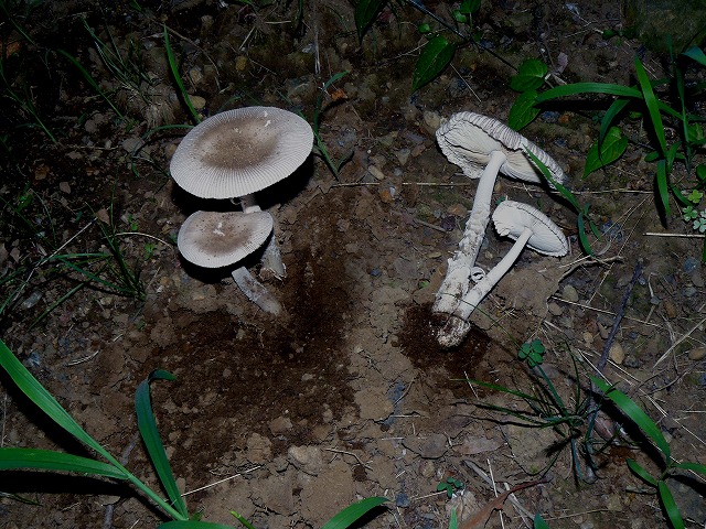 d0019074_944012.jpg