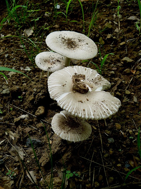 d0019074_954659.jpg