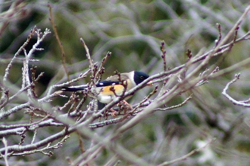 c0042418_9172630.jpg