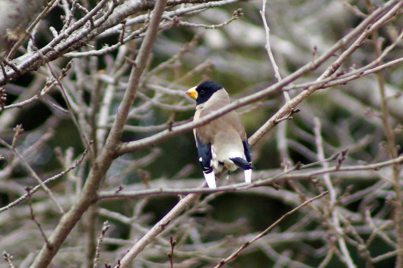 c0042418_9182568.jpg