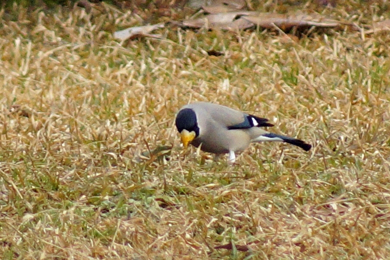 c0042418_9194452.jpg
