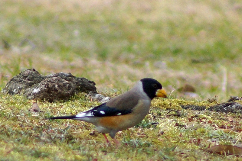 c0042418_919742.jpg