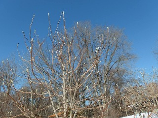 e0004756_19532634.jpg