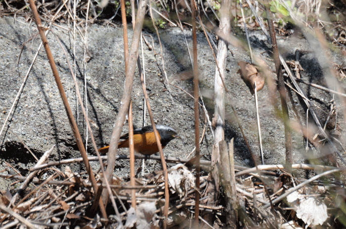 e0248688_6192328.gif