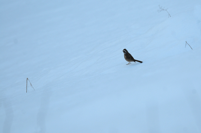 e0248688_6292977.gif