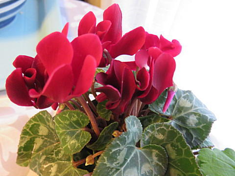 d0046702_6155626.jpg