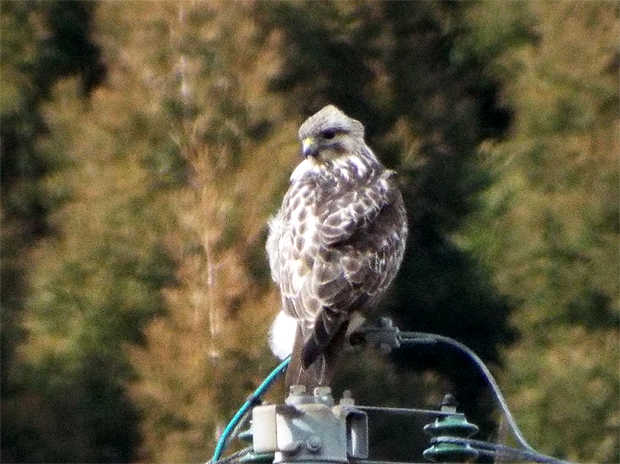 f0214649_514432.jpg