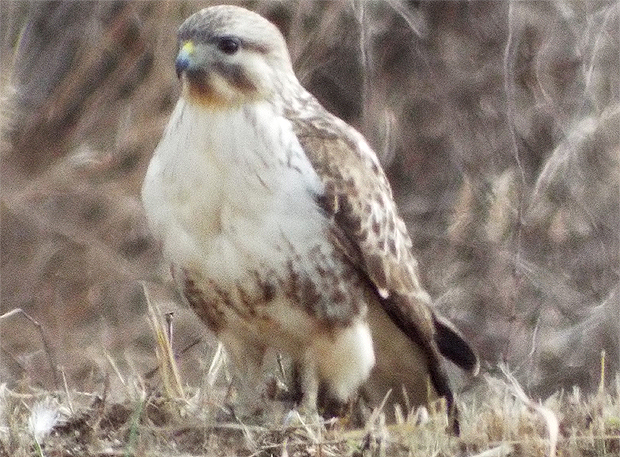f0214649_5144898.jpg