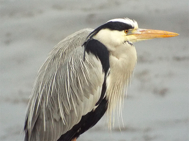 f0214649_5173950.jpg