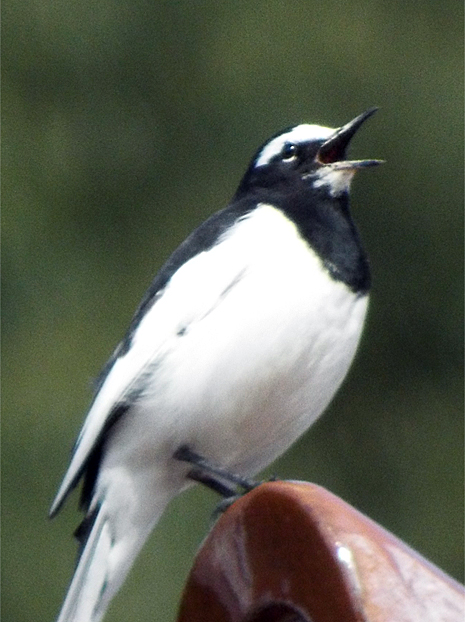 f0214649_52266.jpg
