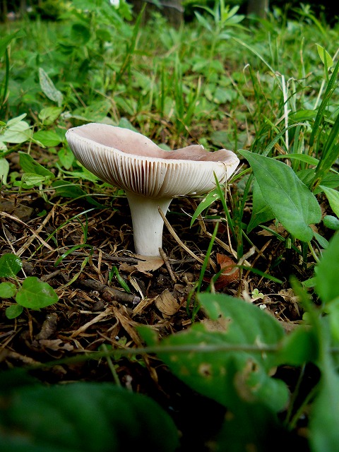 d0019074_1042311.jpg