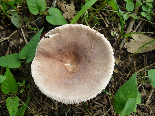 d0019074_10435720.jpg