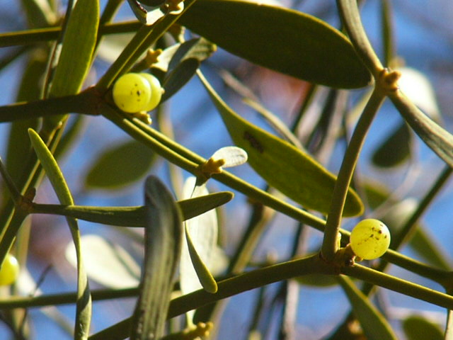 e0145782_6224778.jpg