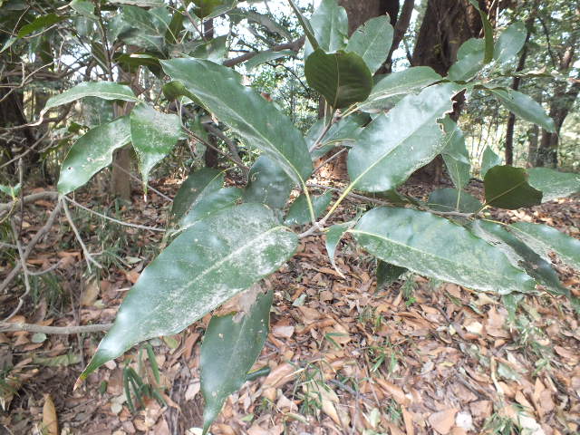 e0145782_6234973.jpg