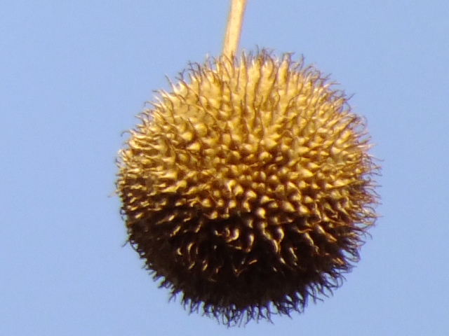 e0145782_629302.jpg