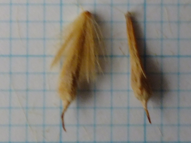 e0145782_6331643.jpg