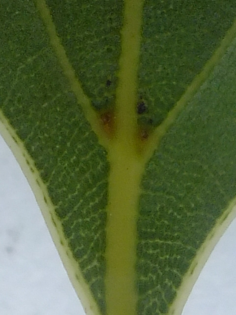 e0145782_643652.jpg