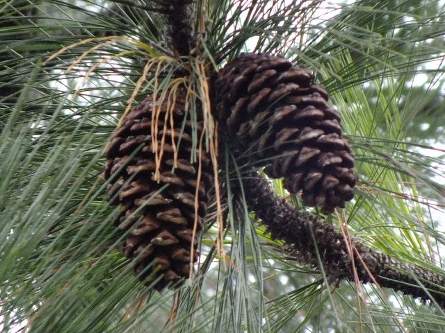 e0145782_6584719.jpg