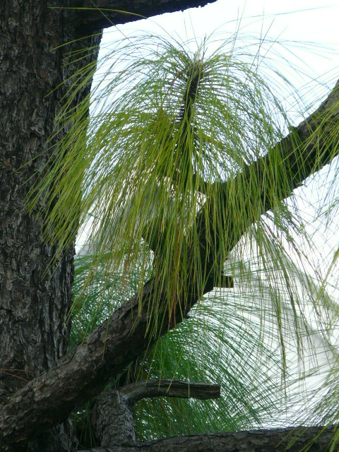 e0145782_6585066.jpg