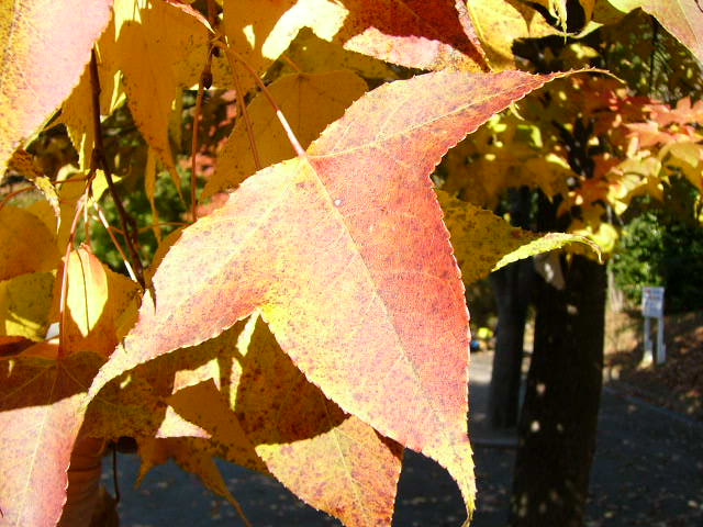 e0145782_723472.jpg