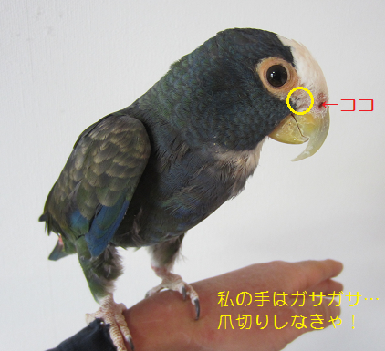f0234590_9495336.png